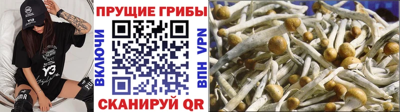 Псилоцибиновые грибы Psilocybe  закладки  Отрадное 